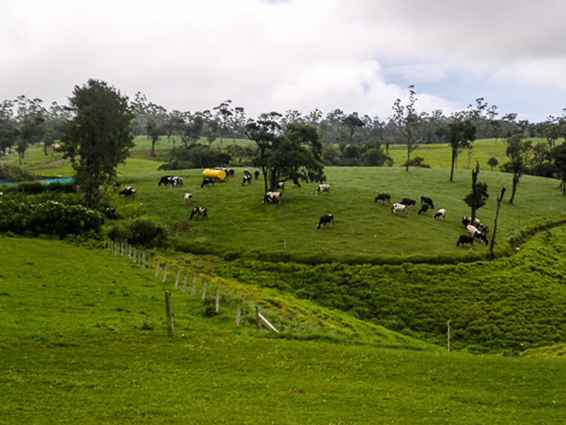 ambewela farm sri lanka
